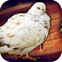 逃脫游戲無法隱藏的魔術(shù) v1.0 安卓版 