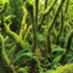 貝貝叢林冒險(xiǎn)下載 v1.0 安卓版 