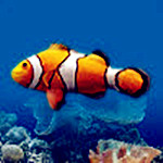 夢幻3D熱帶魚水族箱屏保 v3.3.6041 綠色版 