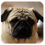 作文學(xué)習(xí)輔導(dǎo) v2.0 安卓版 