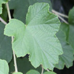 藥理學(xué)試題及答案 v9.0 安卓版 