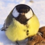 大山雀霸氣表情包 高清完整版 