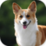 寶貝幼兒園之看圖識字下載 v1.2.2 安卓版 