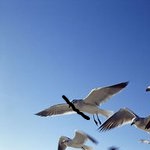 情人租賃海報生成器下載 V1.0 免費(fèi)版 