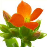 Kettle Spoon下載 v3.2.0 中文版 