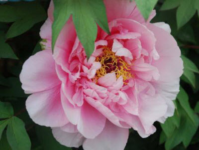 支付寶七夕AR掃花識花圖片