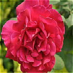 支付寶七夕AR掃花識花圖片 高清版 