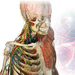 3d人體解剖軟件 v3.0.0 免費版 