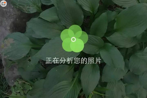拍照識花
