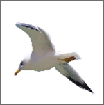 谷鳥老師app v1.4 安卓版 