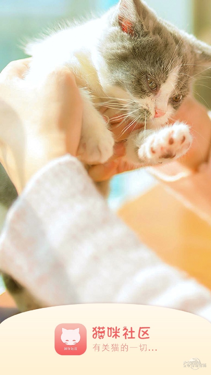 貓咪社區(qū)app