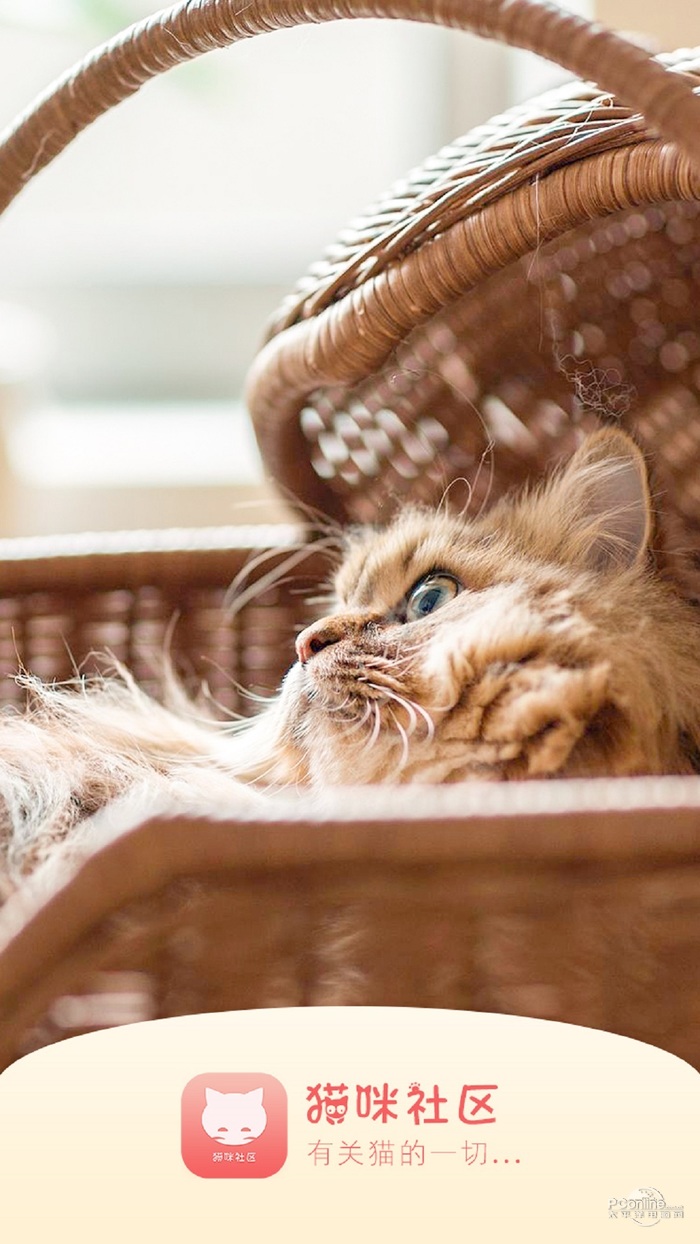 貓咪社區(qū)app