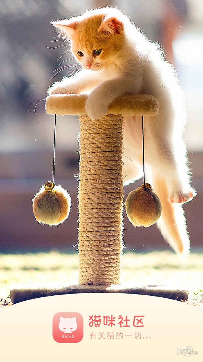 貓咪社區(qū)app下載 v1.0.15 官方安卓版圖1