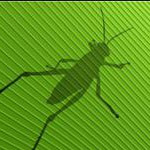 grasshopper v0.9.76.0 漢化版 