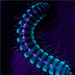 繪制關(guān)節(jié)綁定工具下載 V1.0 綠色免費(fèi)版 