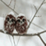 定時(shí)關(guān)閉DLL注入程序 v1.0 免費(fèi)版 