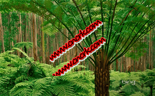 《澳洲》Windows 7幻燈片主題 簡體中文綠色免費(fèi)版圖1